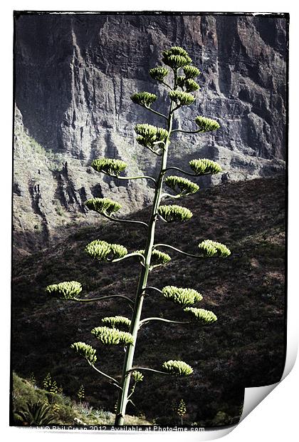 Agave flower Print by Phil Crean