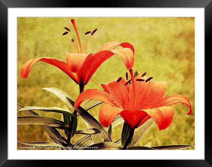Lilies Framed Mounted Print by Julie Coe