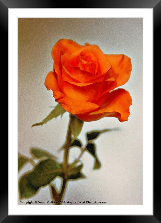 Rose Framed Mounted Print by Doug McRae