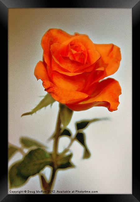 Rose Framed Print by Doug McRae