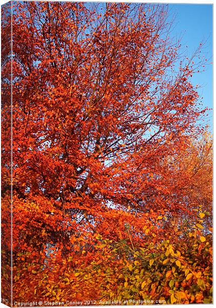 Fire Tree Canvas Print by Stephen Conroy