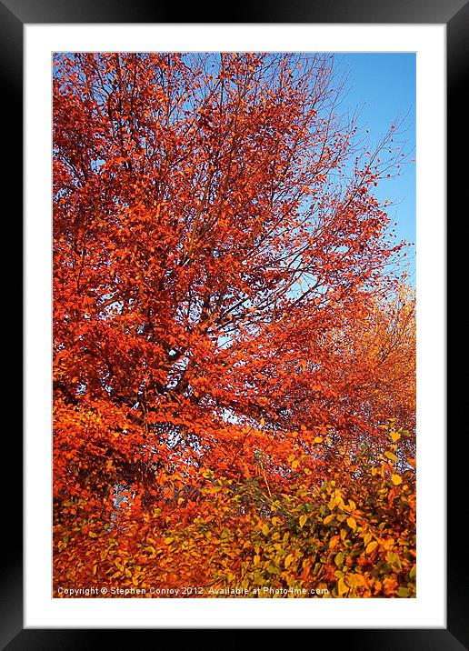 Fire Tree Framed Mounted Print by Stephen Conroy