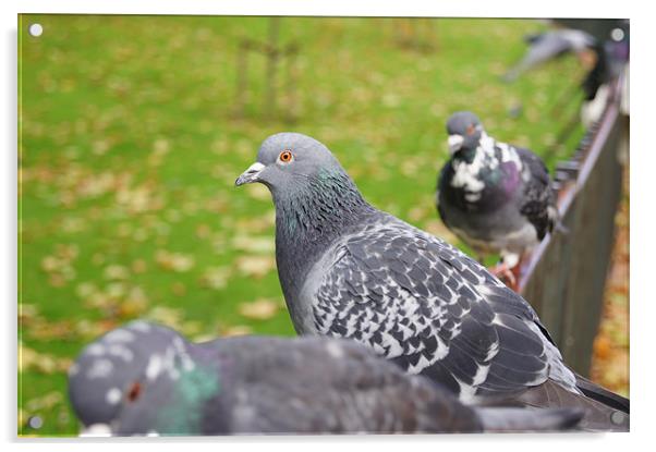 pigeons Acrylic by Miroslav Adamove