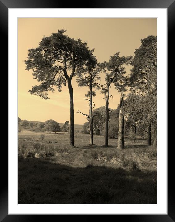 Old Lone Sentinels. Framed Mounted Print by Heather Goodwin