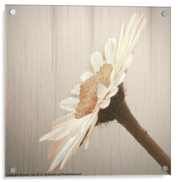 Daisy Stripe Acrylic by Julie Coe