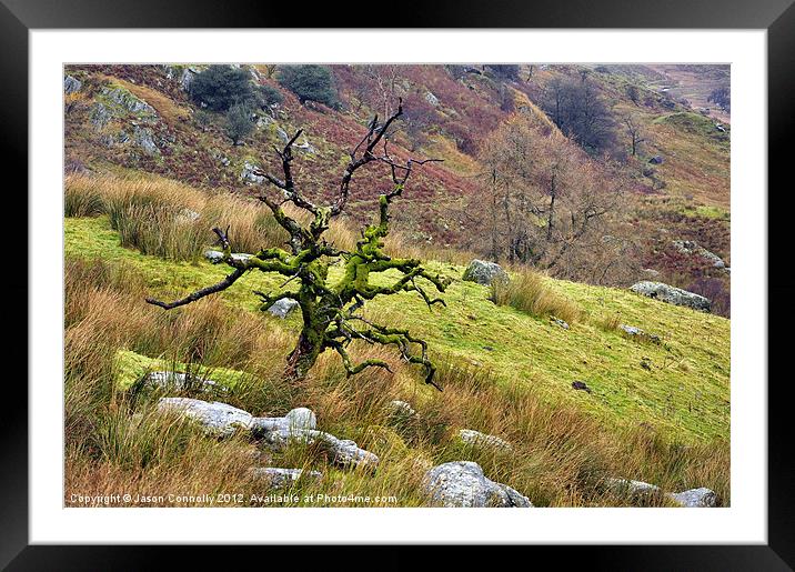 Gnarled Tree, Kirkstone Framed Mounted Print by Jason Connolly