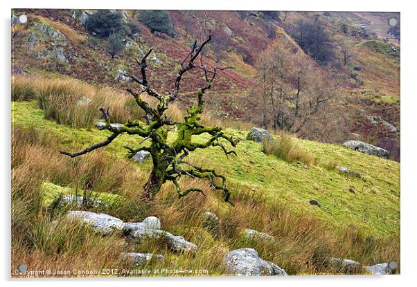 Gnarled Tree, Kirkstone Acrylic by Jason Connolly