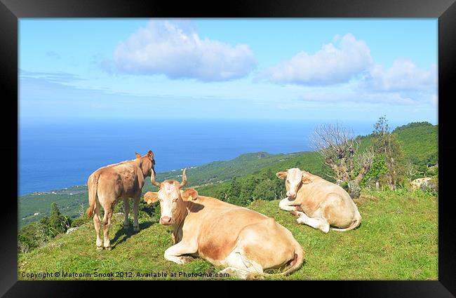 Cattle on hilltop Framed Print by Malcolm Snook