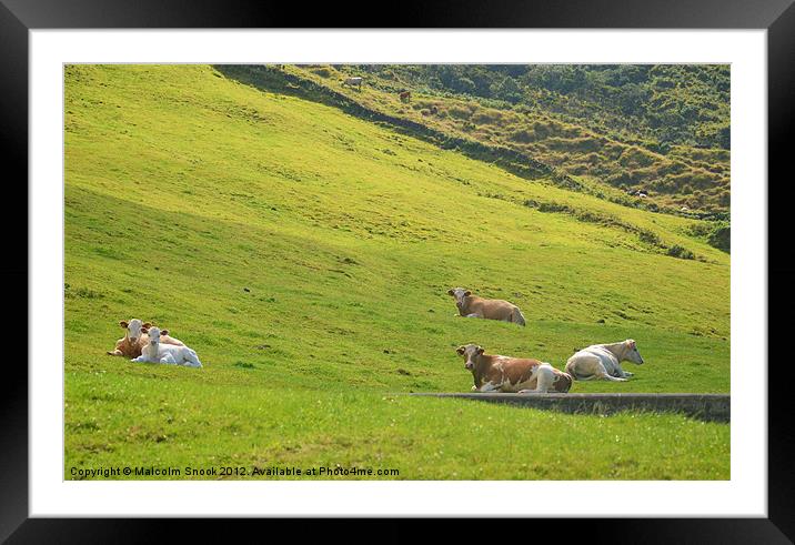 Cattle on hillside Framed Mounted Print by Malcolm Snook