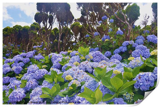 Profusion of wild Hydrangea Print by Malcolm Snook