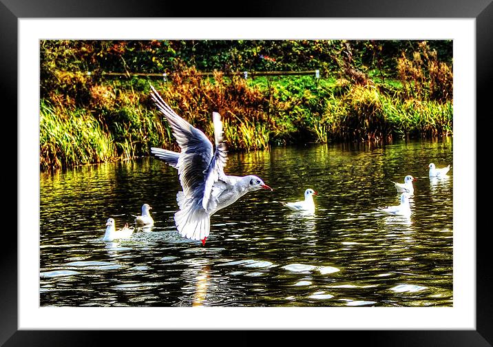 Autumn in flight Framed Mounted Print by Catherine Davies