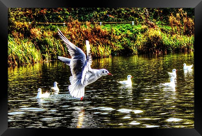 Autumn in flight Framed Print by Catherine Davies