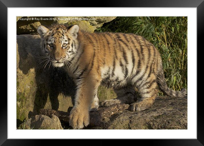 Tiger Cub Framed Mounted Print by Roy Evans