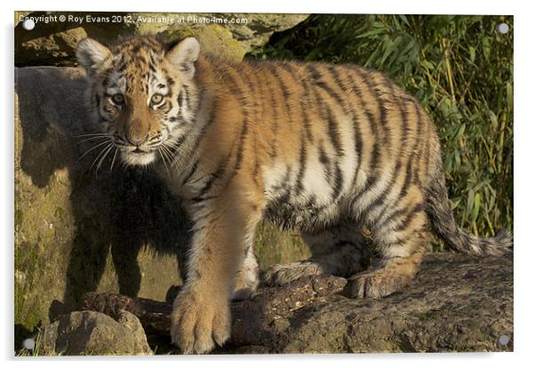 Tiger Cub Acrylic by Roy Evans