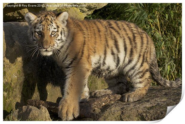 Tiger Cub Print by Roy Evans