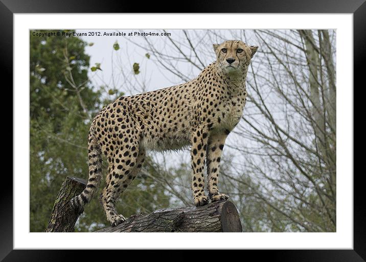 Cheetah on the lookout Framed Mounted Print by Roy Evans