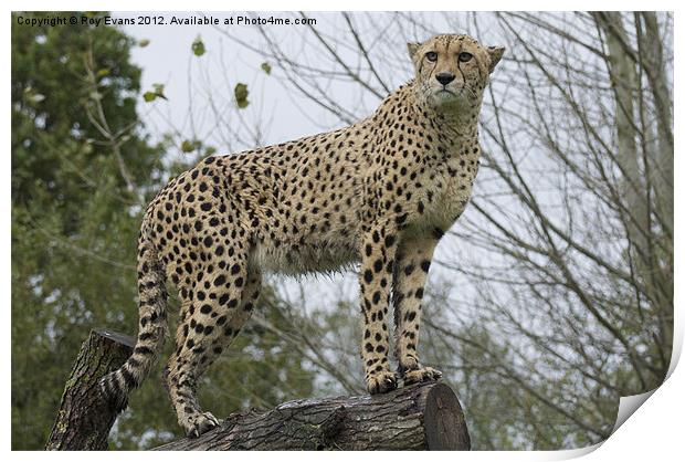 Cheetah on the lookout Print by Roy Evans