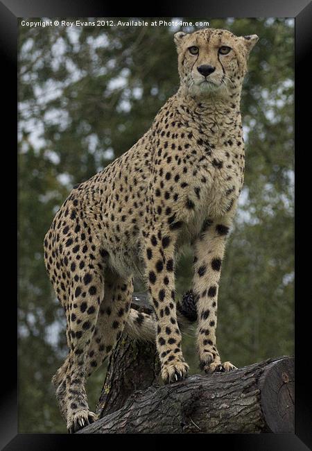 A cheetah watches pt 2 Framed Print by Roy Evans