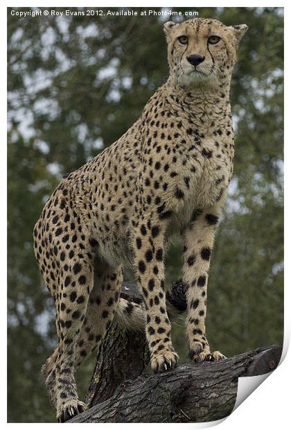 A cheetah watches pt 2 Print by Roy Evans