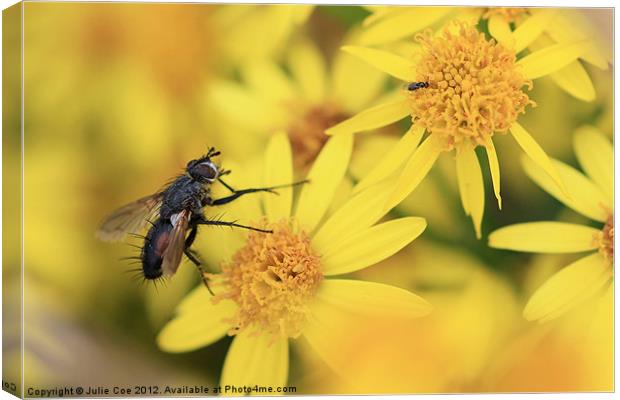 Parasitic Fly Canvas Print by Julie Coe