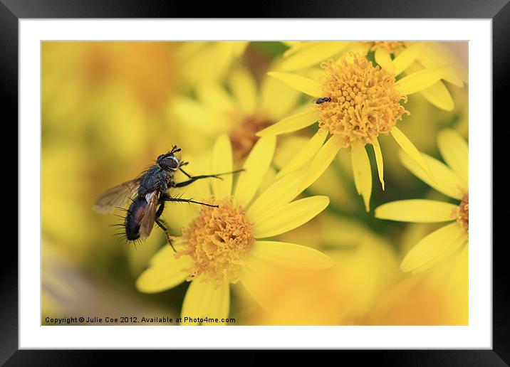 Parasitic Fly Framed Mounted Print by Julie Coe