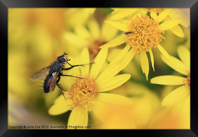 Parasitic Fly Framed Print by Julie Coe