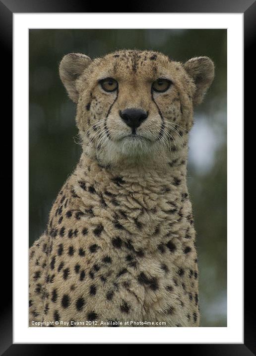 Cheetah portrait Framed Mounted Print by Roy Evans