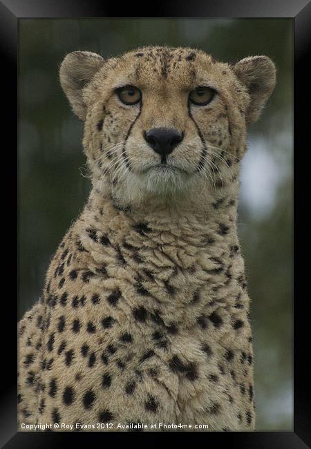 Cheetah portrait Framed Print by Roy Evans