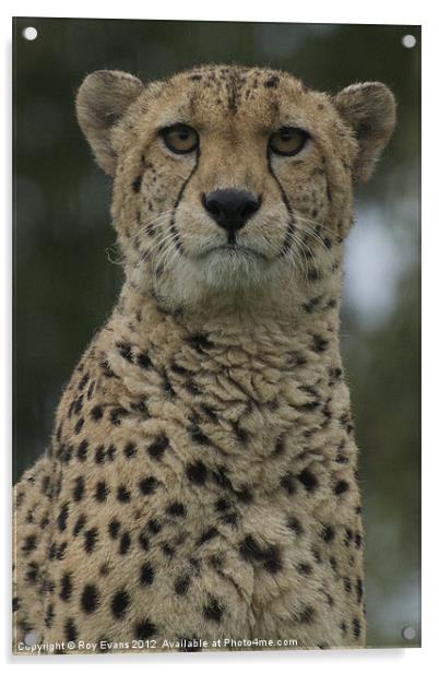 Cheetah portrait Acrylic by Roy Evans