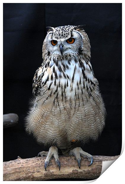 Indian Eagle Owl Print by Paul Judge