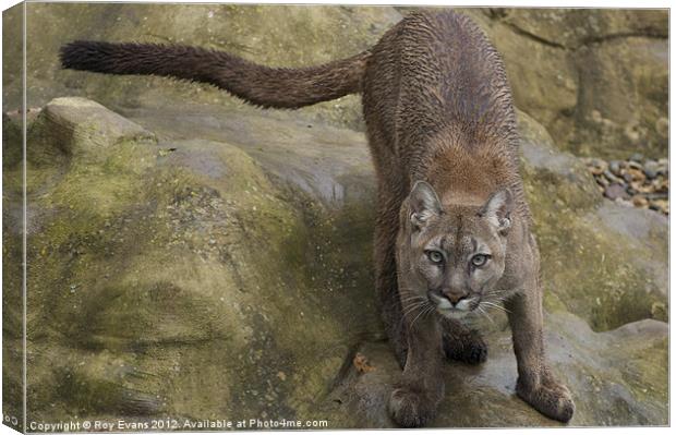 The Puma ready to pounce Canvas Print by Roy Evans