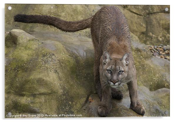 The Puma ready to pounce Acrylic by Roy Evans