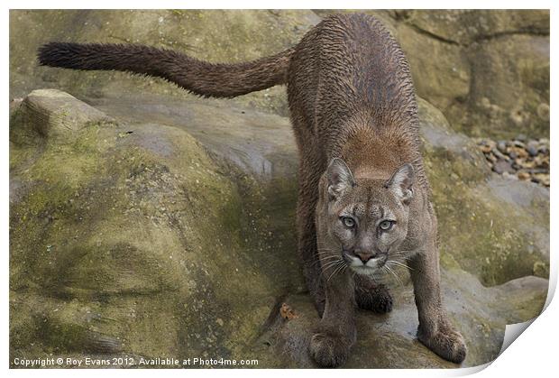 The Puma ready to pounce Print by Roy Evans