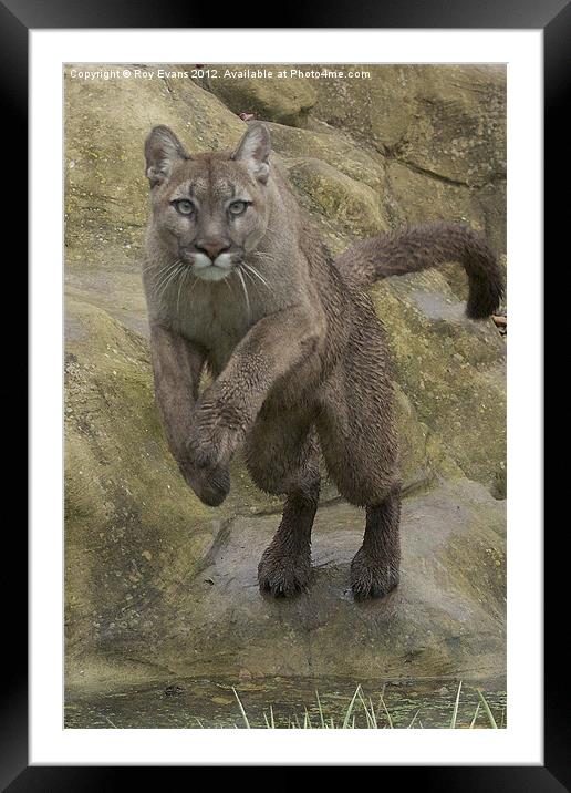 Puma pounce Framed Mounted Print by Roy Evans