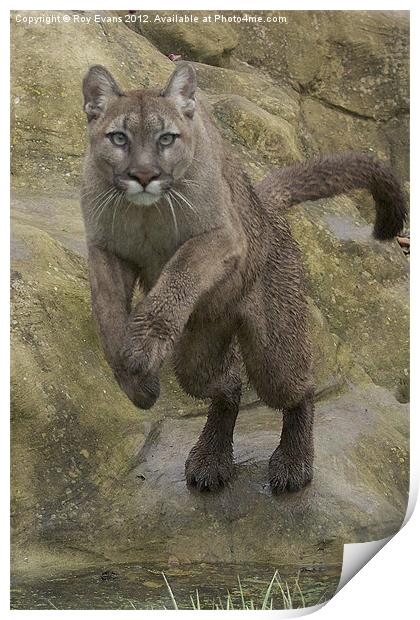 Puma pounce Print by Roy Evans