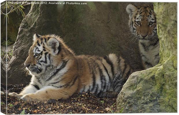 Two tiger cubs Canvas Print by Roy Evans