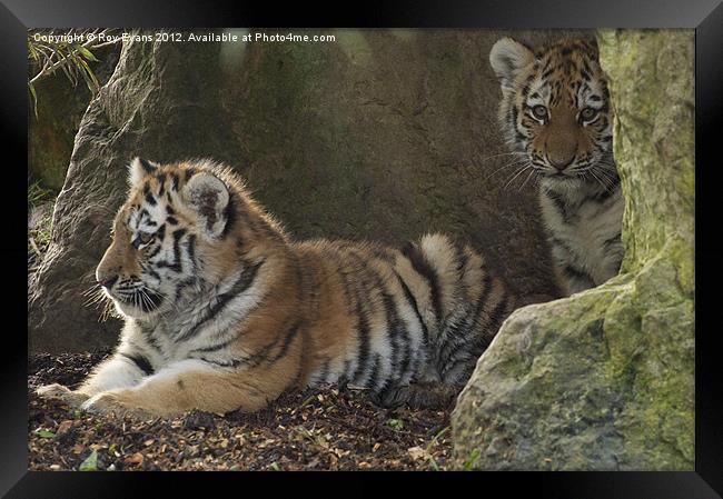 Two tiger cubs Framed Print by Roy Evans