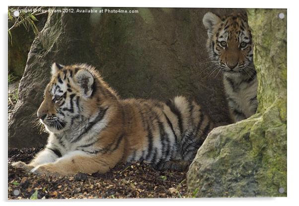 Two tiger cubs Acrylic by Roy Evans