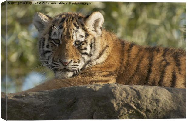 Tiger cub sunbathing Canvas Print by Roy Evans
