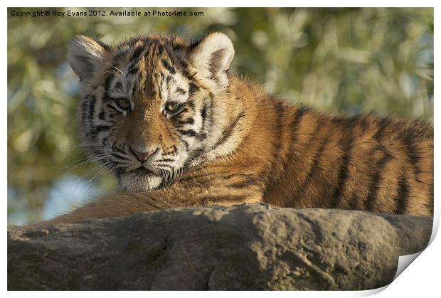 Tiger cub sunbathing Print by Roy Evans
