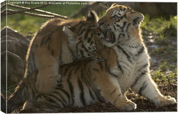Amur Tiger Cubs playing Canvas Print by Roy Evans