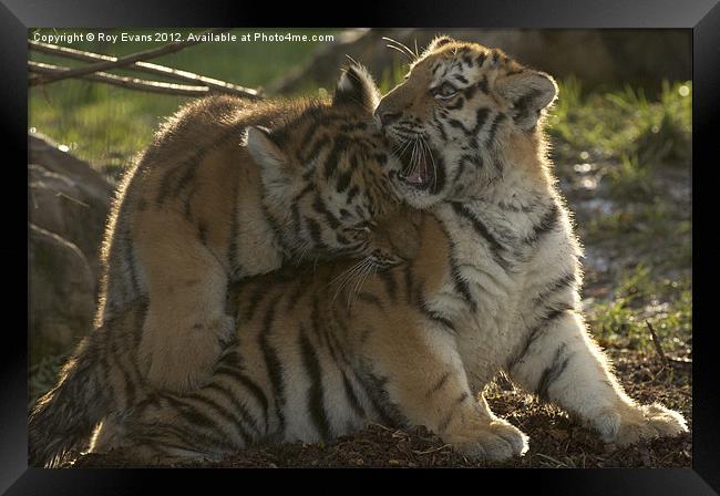 Amur Tiger Cubs playing Framed Print by Roy Evans