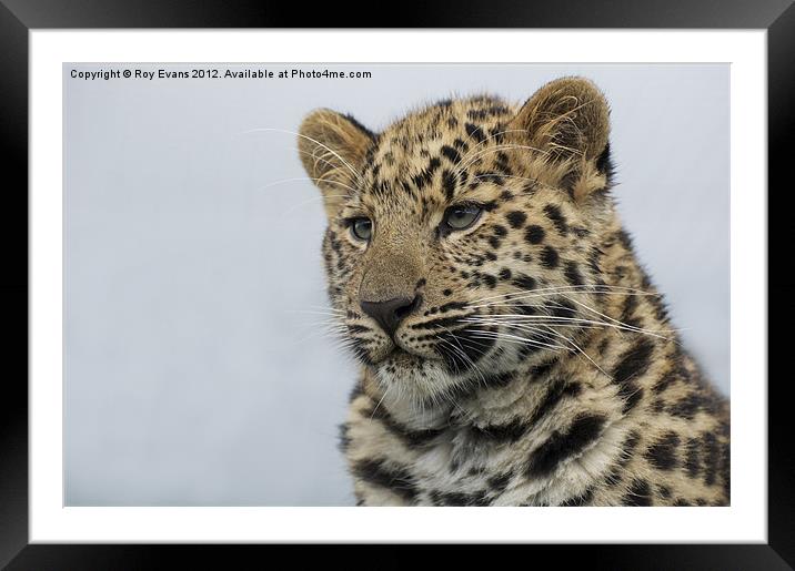 Amur leopard watches over her cubs Framed Mounted Print by Roy Evans