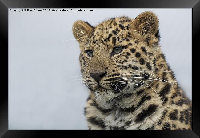 Amur leopard watches over her cubs Framed Print by Roy Evans