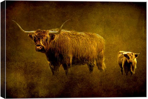 Highland cows. Canvas Print by Debra Kelday