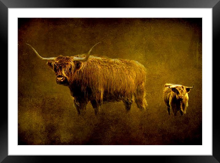 Highland cows. Framed Mounted Print by Debra Kelday