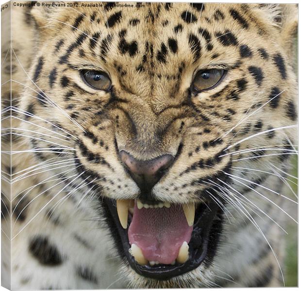 Amur Leopard snarling Canvas Print by Roy Evans