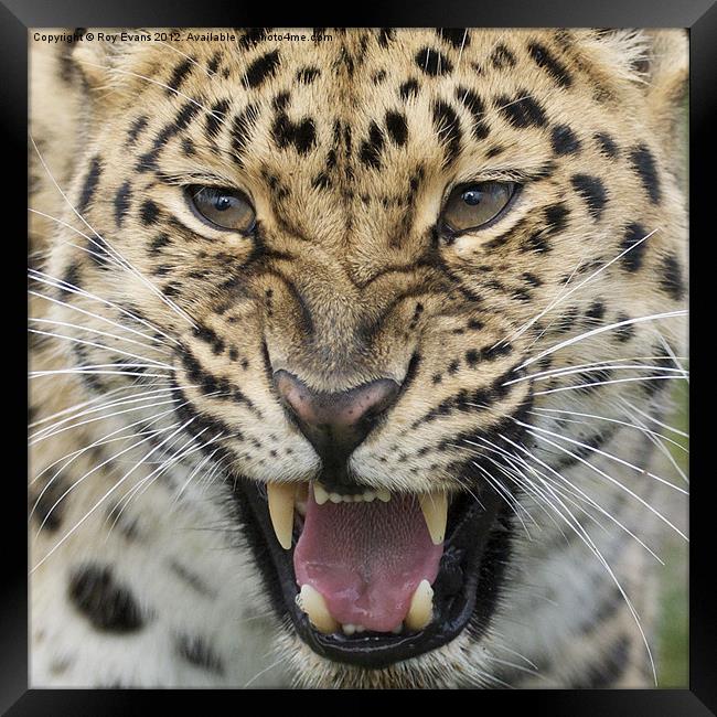 Amur Leopard snarling Framed Print by Roy Evans
