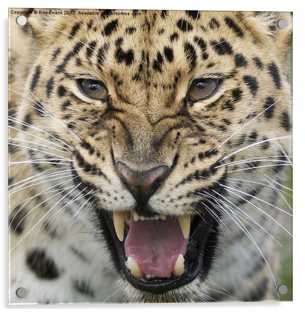Amur Leopard snarling Acrylic by Roy Evans