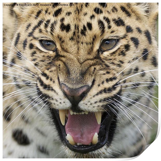 Amur Leopard snarling Print by Roy Evans